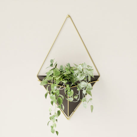 Wall Planters | color: Black-Brass