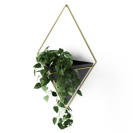 Wall Planters | color: Black-Brass